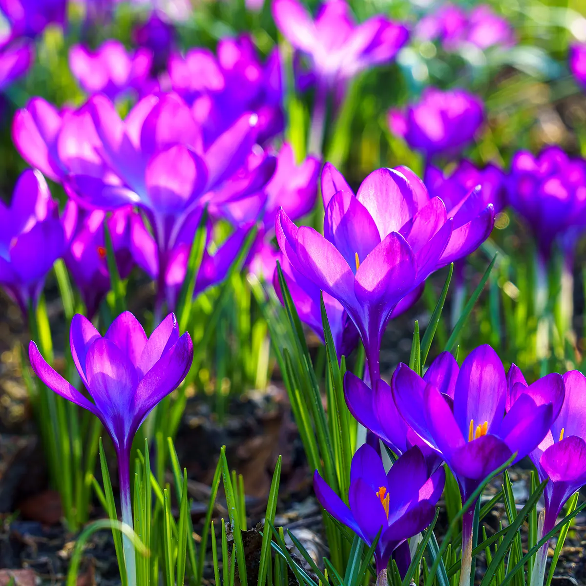 HusumerKrokusbluetenfest | NORDISCH LIFESTYLE Magazin Husumer Krokusbluetenfest