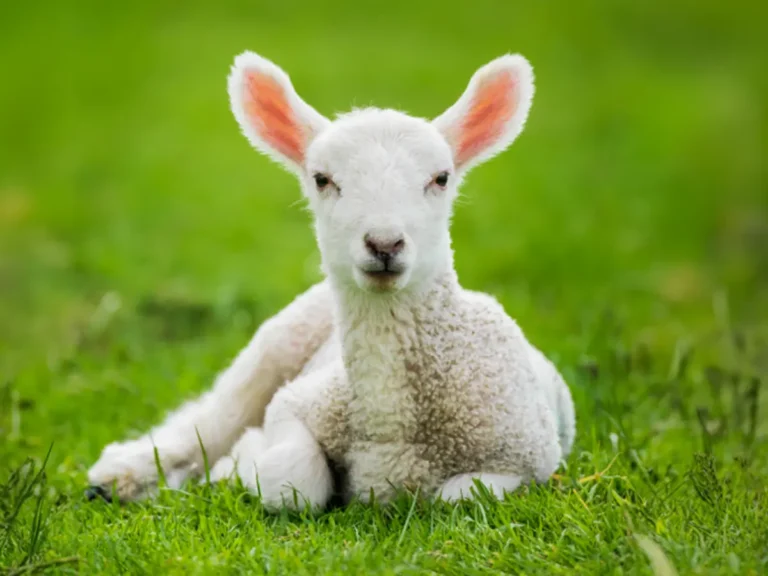 Wini-Ostara01-NORDISCHLIFESTYLE-012026